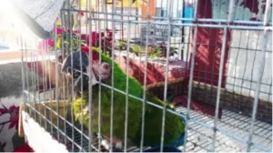 Decomisa Profepa 24 ejemplares de fauna silvestre en Puebla