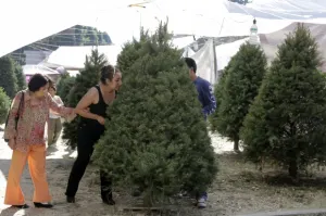 Prevén vender 30 mil arbolitos de Navidad