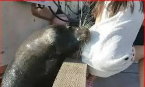 Video: Lobo Marino captura a una niña y se la lleva bajo el agua