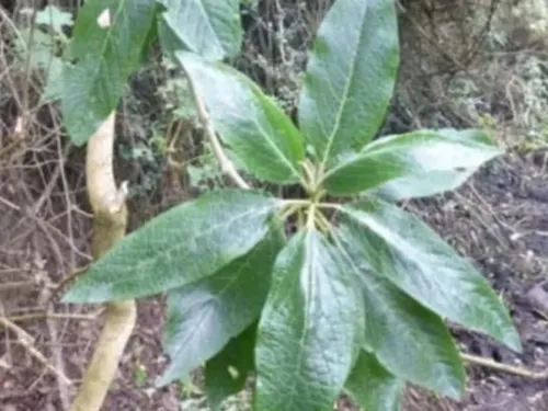 Hallan un árbol de la época inca en Perú que se creía extinto