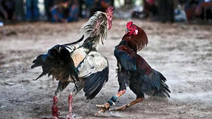 Lanzan amenazas contra diputada panista que propuso prohibir peleas de gallos