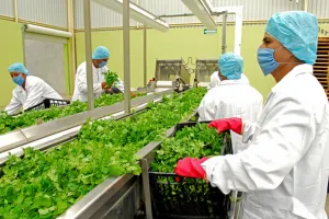 Prohibición de cilantro poblano en EEUU deja sin empleos a 80 mil personas