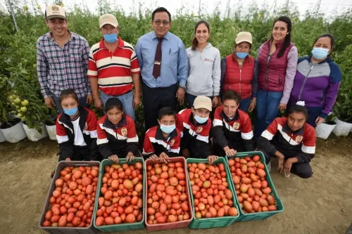 Invernadero de jitomate que apoya GCM beneficia a 54 familias en Xaltipanapa