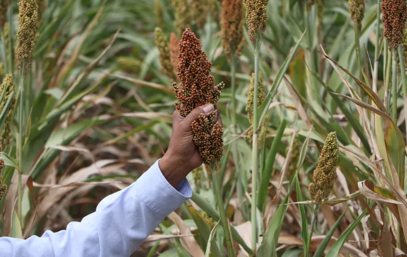 Impulsa gobierno de Sergio Salomón producción de sorgo en Puebla