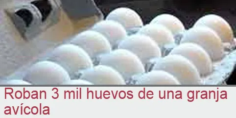Roban 3 mil huevos de una granja avícola