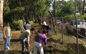 Municipio derriba 210 árboles por mal estado e inclinaciones peligrosas