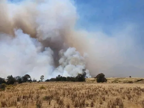Incendio forestal ha afectado mil hectáreas en Saltillo Lafragua