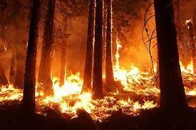 Incendios forestales crecerán 30% para 2050 por cambio climático: ONU