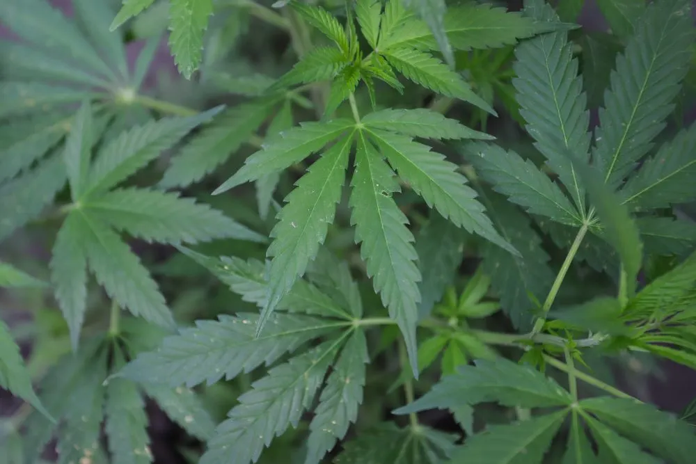 Suprema Corte avala despenalización de uso lúdico y recreativo de la marihuana