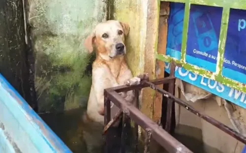 ¡Al borde del llanto! Rescatan a perrito de ahogarse en inundación; video se vuelve viral