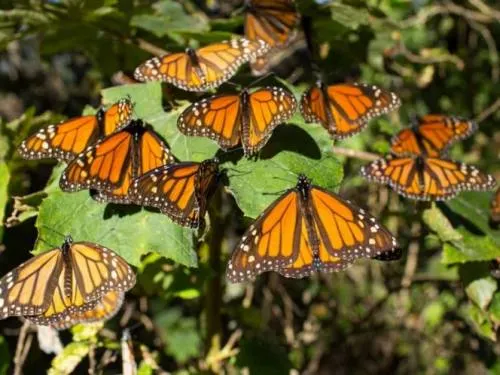 Video: Así están salvando a la Mariposa Monarca en México