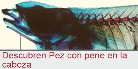 Descubren pez con pene en la cabeza