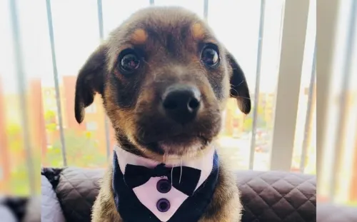 Dejan plantado a perrito el día de su adopción; se vuelve viral y encuentra hogar