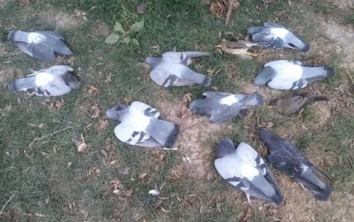 Sujeto envenenan a aves en la colonia Alseseca