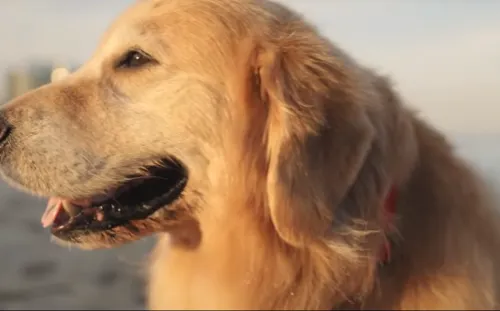 Paga más de 112 mdp. por anuncio en Super Bowl para celebrar que su perro venció el cáncer