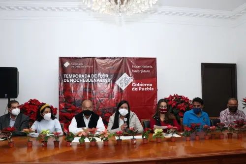 Promueve gobierno consumo de flores de Nochebuena durante temporada decembrina