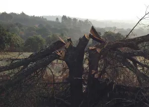 Sadasi sin autorización para talar alrededor de mil árboles en La Calera
