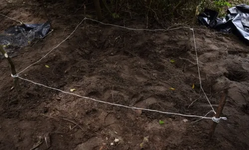 Suman 32 cuerpos hallados en fosas clandestinas en Colima; continúan los trabajos de exhumación