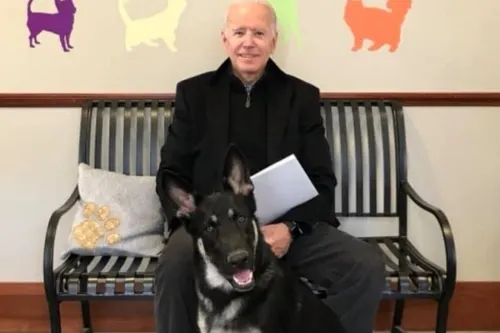 Mascota de Biden podría ser el primer perro proveniente de un refugio en vivir en la Casa Blanca