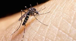 Mantienen alerta mundial por virus de Zika
