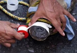 25 cocodrilos capturados tras el paso del huracán ”Ingrid” en Tamaulipas