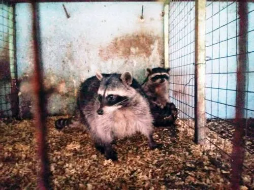 Asegura PROFEPA 6 ejemplares de vida silvestre en la sierra noreste de Puebla