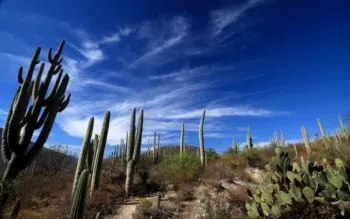Puebla, cuna de plantas medicinales endémicas: el tesoro que el mundo celebra este 3 de marzo
