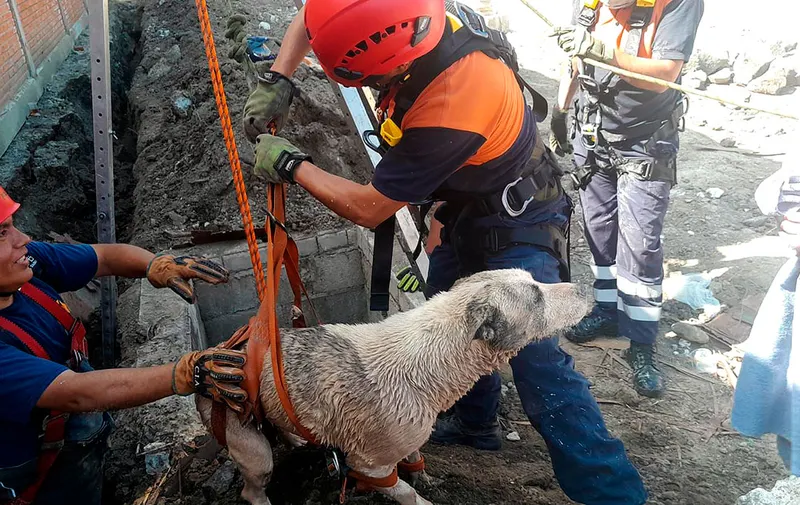 rescate-perros-bomberos-san-andres-cholula