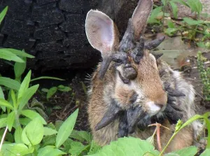 ”Frankestein” el conejo mas feo del mundo, impacta en redes sociales