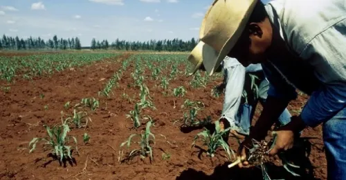 Gobierno de AMLO anuncia el inicio del programa de precios de garantía para productores del campo