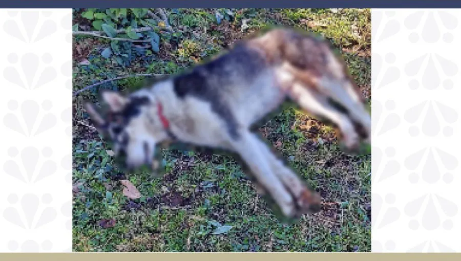 Husky Siberiano Crueldad Animal Zacapoaxtla