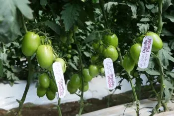 Fortalece SDR vinculación comercial para exportación de tomate poblano a EE.UU.