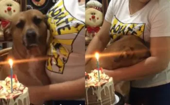 ¡Qué ternura! Perrito llora cuando le cantan las mañanitas frente a su pastel