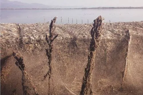 Telaraña gigante cubre 10,000 metros cuadrados en una playa de Grecia