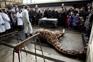 Indigna sacrifio de jirafa en Copenhague