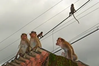 Monos ahogan en estanque de agua a bebé en India