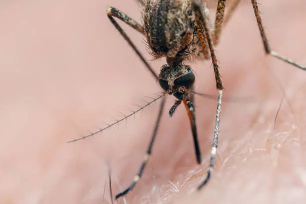 Dengue Puebla