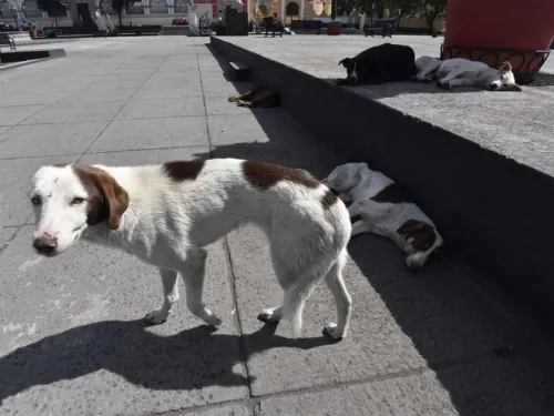 De 29 perros envenenados, sólo 9 lograron salvarse en Aguascalientes