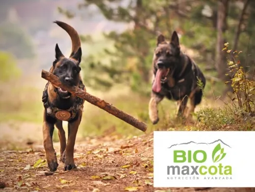 #FuerzaEnLaContingencia: Biomaxcota