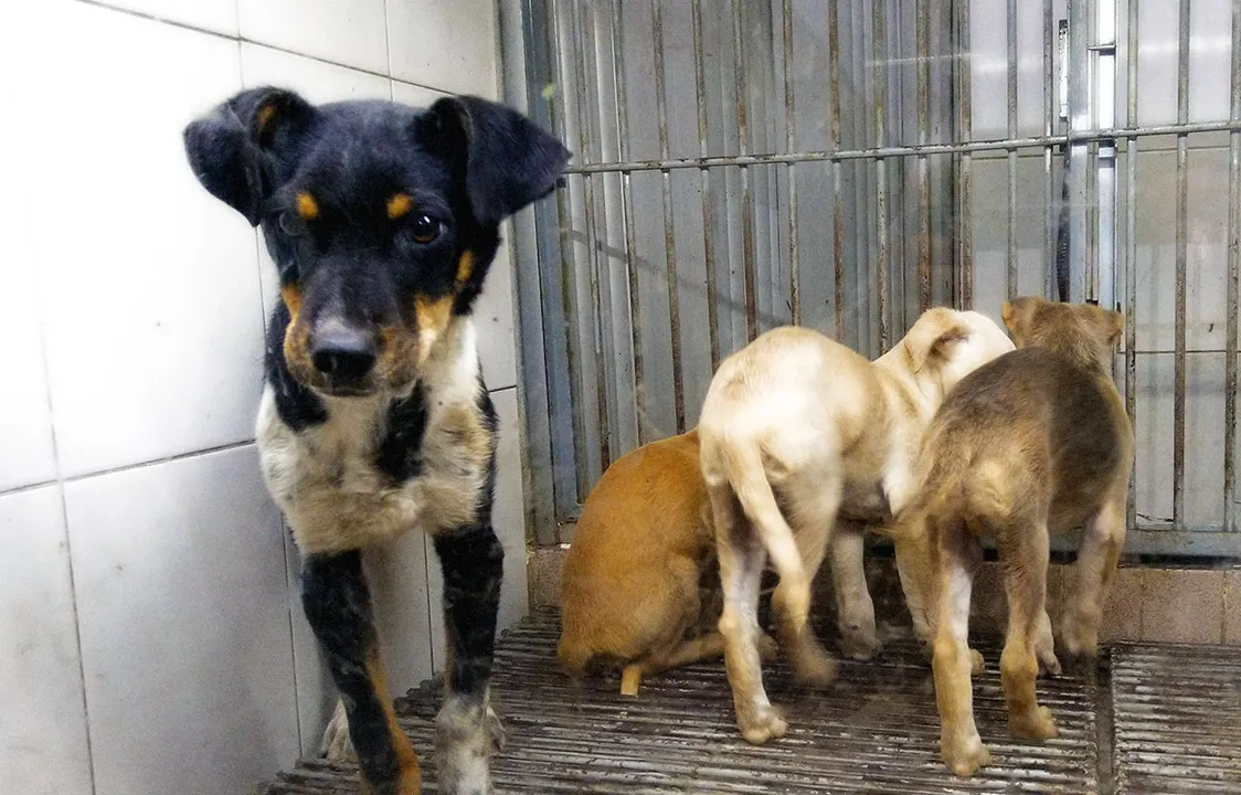 Perros Adopcion Mascotas
