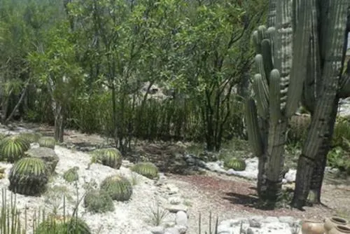 UNESCO analiza incluir como Patrimonio Mundial Valle Tehuacán-Cuicatlán