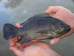 Tres regiones de Puebla producen tilapia; aseguran que apoyos son insuficientes
