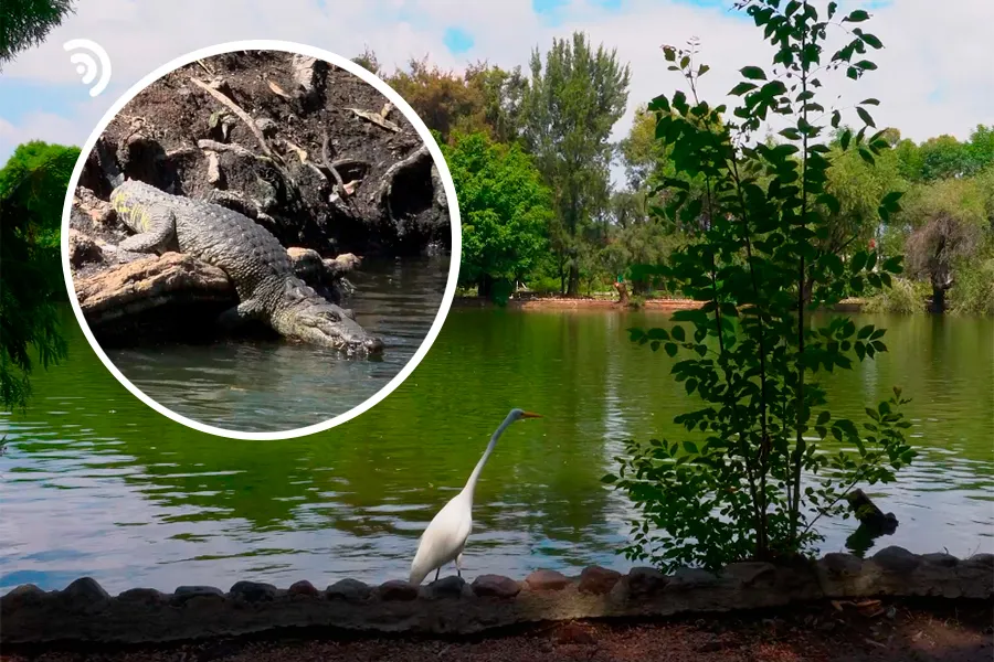 Desmienten desbordamiento de la laguna de San Baltazar en Puebla; el cocodrilo Fugaz está bien