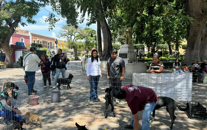 Campaña Adógtame