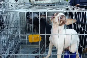 Sigue sin control la venta ilegal de animales en el centro