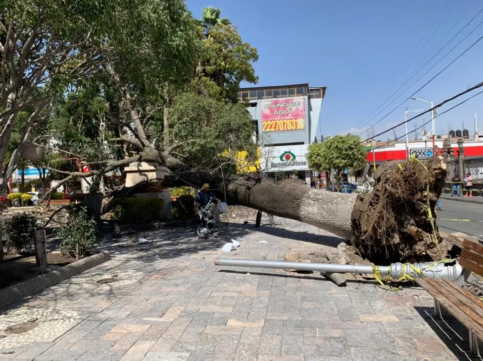 Fuertes ráfagas de viento derriban árbol de 60 años en Texmelucan
