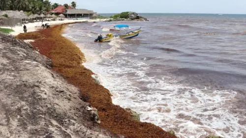 El jueves iniciará colocación de barreras contra sargazo en Quintana Roo