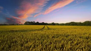 Se vislumbran expectativas positivas para el sector agropecuario en 2024