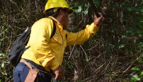 Incendio devasta más de 250 hectáreas en Bala’an Ka’ax