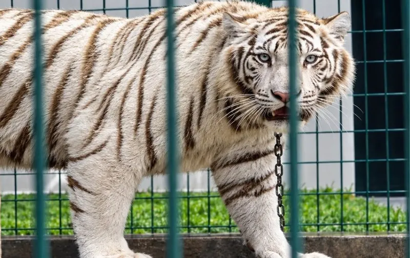Interpol detiene a 233 personas por delitos ambientales en América Latina y rescata más de mil animales